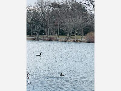 Hooded Mergansers Join the Native Ducks that Inhabit Brightwaters Lakes