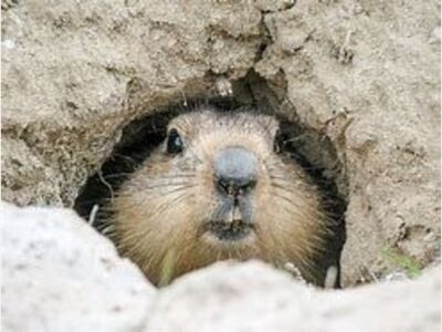 Groundhog Day