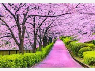 Spring is in the Air