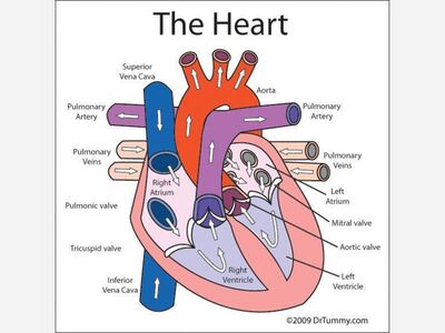 The Heart of the Matter