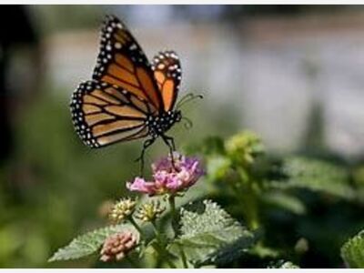 The Monarch Butterfly