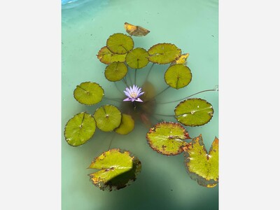 The Groundhog Didn't See His Shadow - That Means an Early Spring and Blooming Gardens