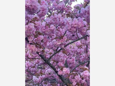 It's Cherry Blossom Season