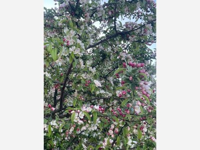 Divine Grace - Gracia Divina