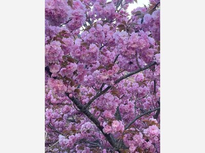 April Showers Bring May Flowers